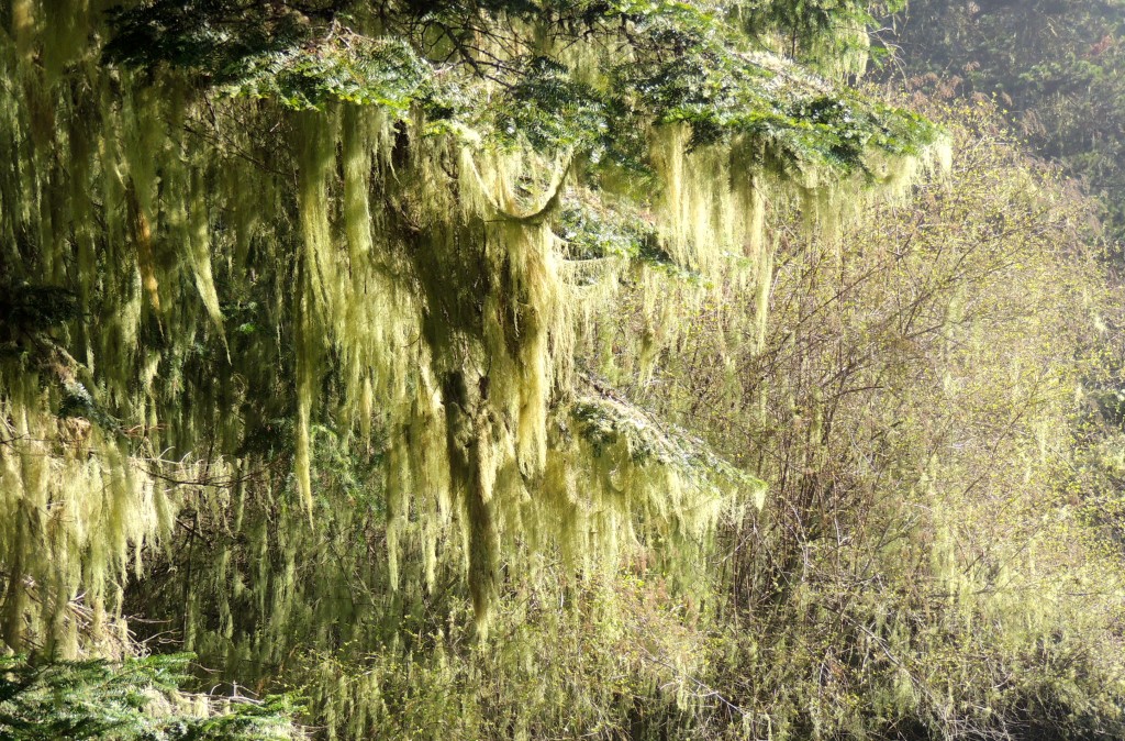 A neglected, tangled and un-pruned shrub, overgrown with lichen; a typical intruder in the Pacific Northwest after a long winter.