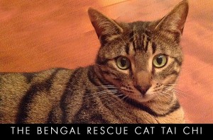 bengal-rescue-cat